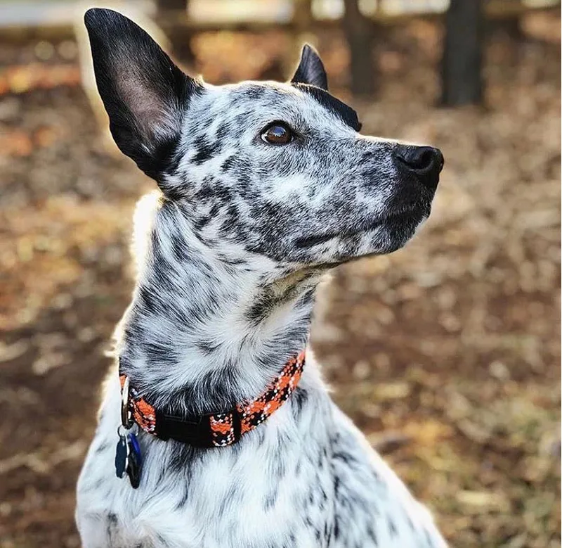 Wilderdog Collar Wildcat-1