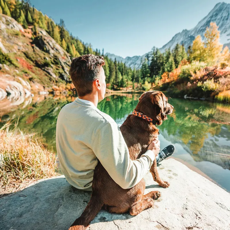 Wilderdog Collar Wildcat-3