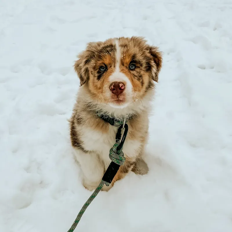 Wilderdog Alpine Reflective Small Carabiner Leash-3