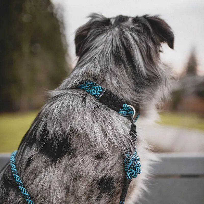 Wilderdog collar review 2025