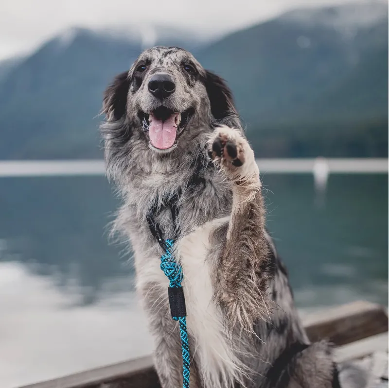Wilder clearance dog leash