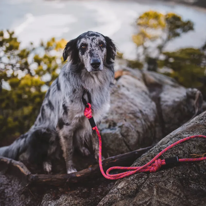 Wilderdog 5ft Carabiner Leash - Sierra-1