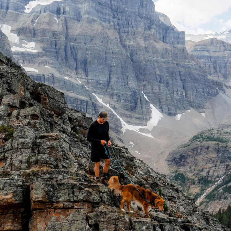 Wilderdog 5ft Carabiner Leash - Pacific Blue Reflective-1