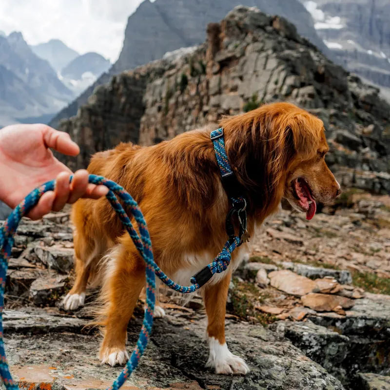 Wilderdog Collar Pacific Blue Reflective-2